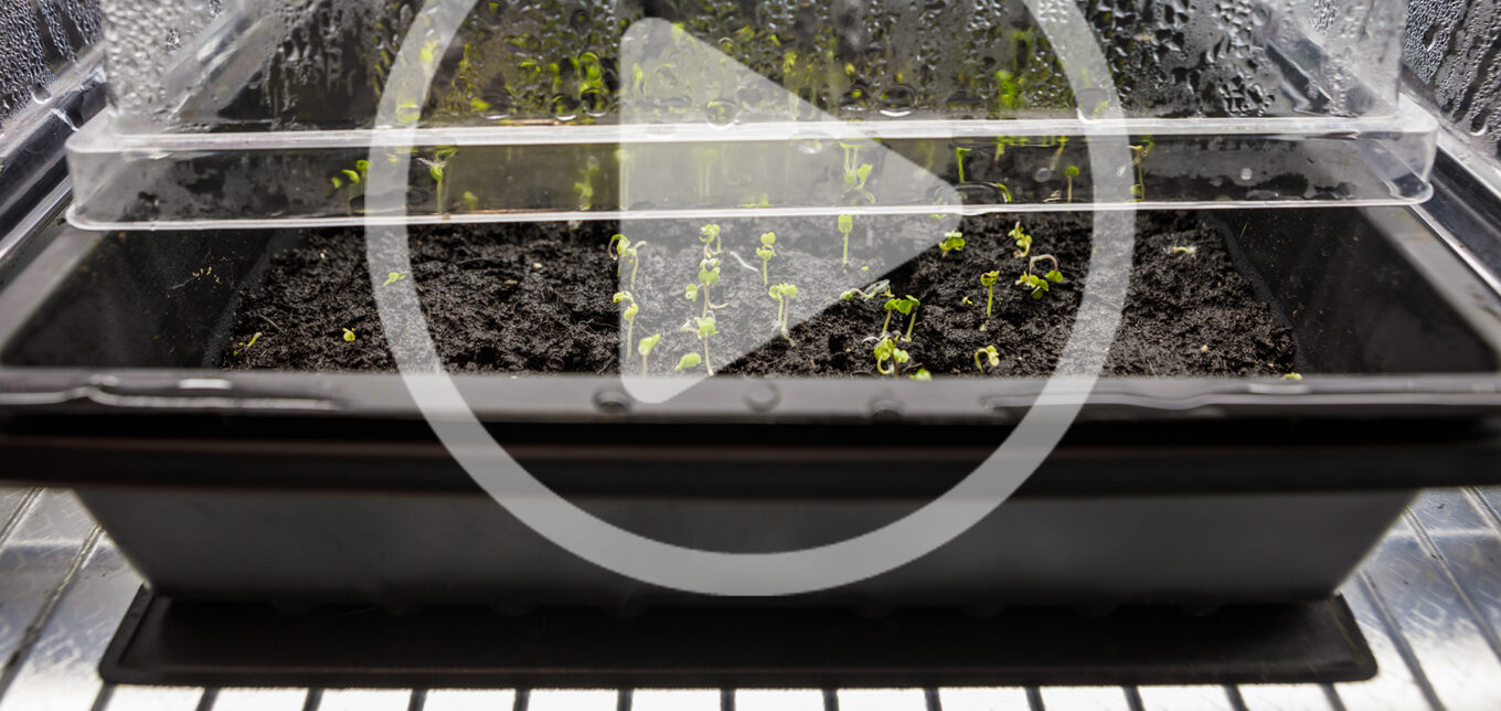 Indy Officinalis on Starting Seeds Indoors with Grow Lights – Mother Earth News - Vimarsana News